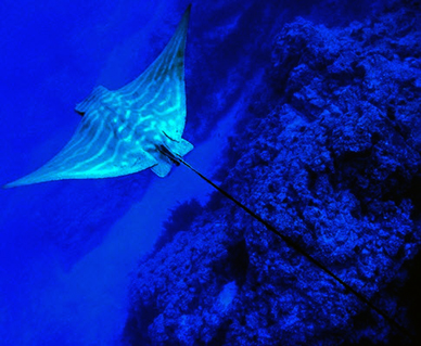 Pteromylaeus bobinus_018